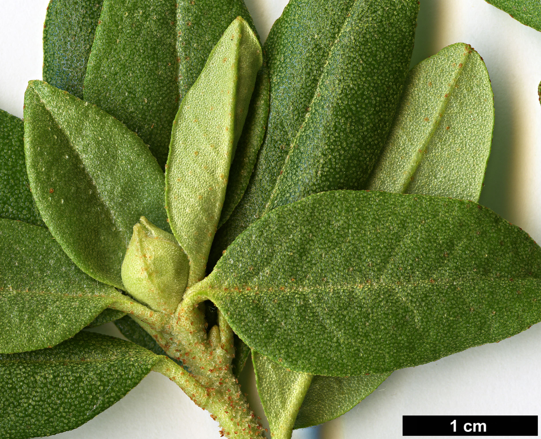 High resolution image: Family: Ericaceae - Genus: Rhododendron - Taxon: russatum - SpeciesSub: 'Hill of Tarvit'